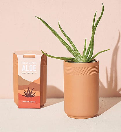 Soothing Aloe Terracotta Grow Kit
